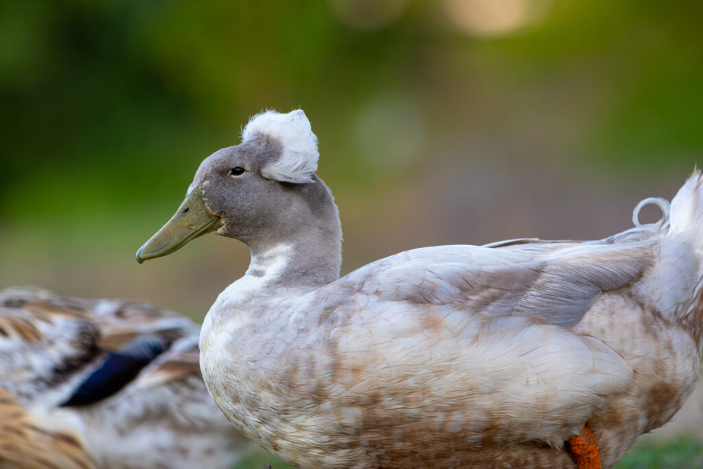 Gray duck with fluffy hair on it's head