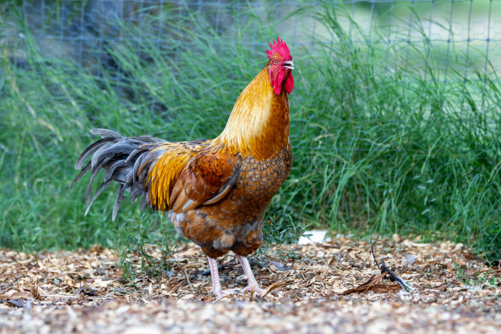 Blue laced red wyandotte rooster