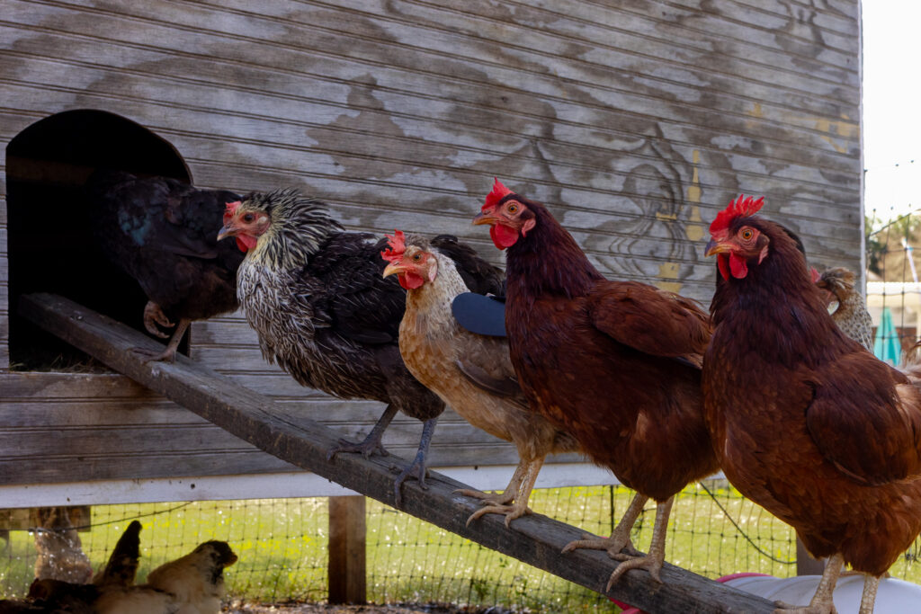 Several hens on a ramp going into a chicken coop