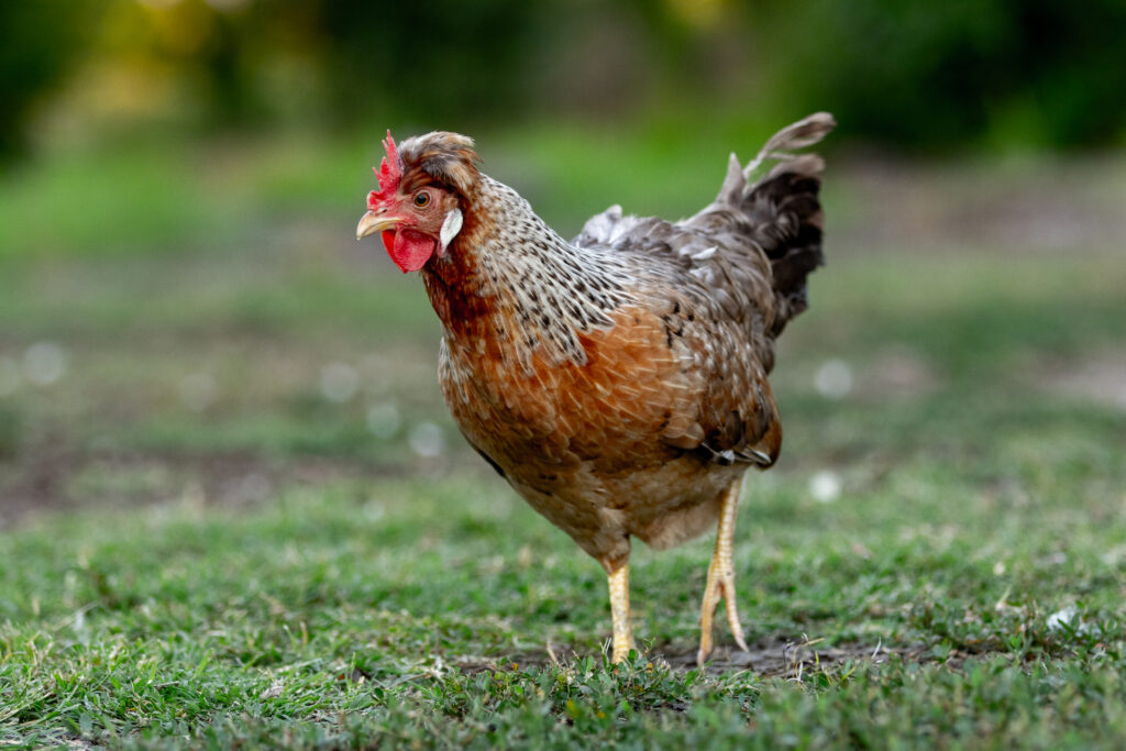 Crested Cream Legbar Hen walking in the yard