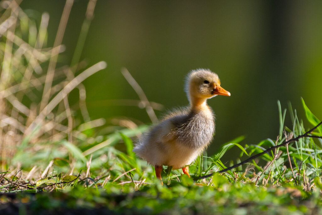 yellow duckling next to a pond